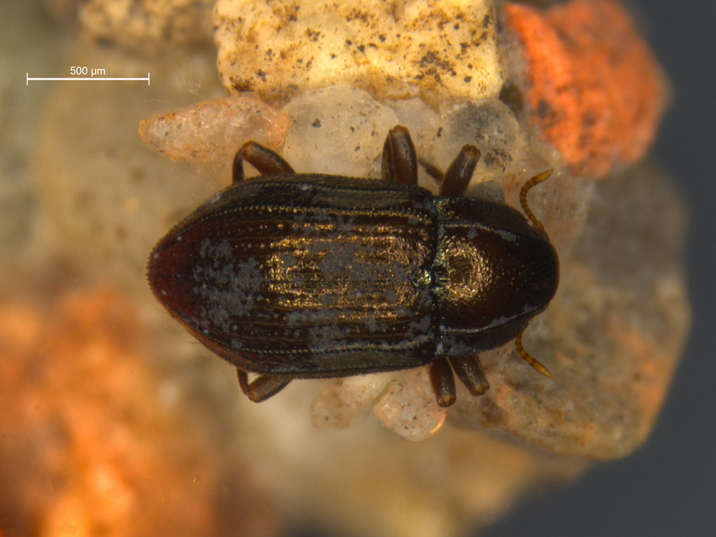 Oulimnius tuberculatus